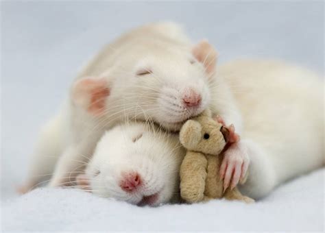 Happy Pets Pet Sitting Service: Rats as Pets