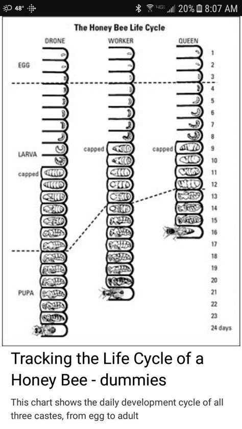 Pin by 남상보 on 벌 | Bee life cycle, Honey bee life cycle, Bee keeping
