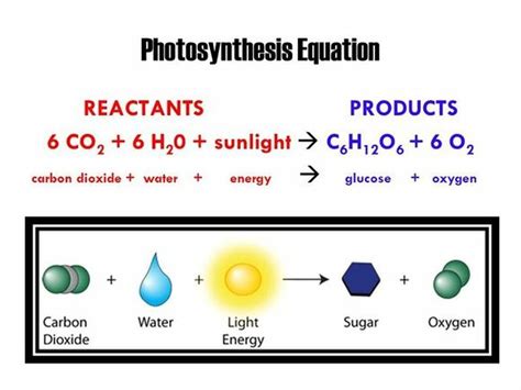 Photosynthesis M.S. Diagram | Quizlet