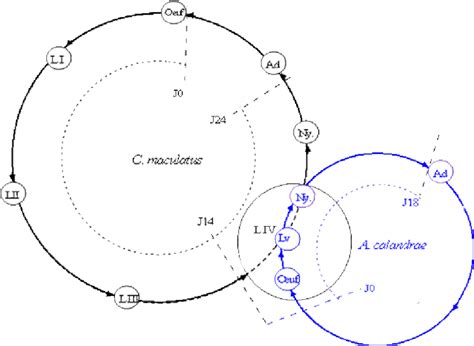 Life cycle of Callosobruchus maculatus and of its parasitoid ...