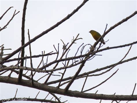 Bronze-green Euphonia (Euphonia mesochrysa) - EcoRegistros