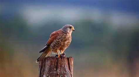 Premium Photo | Male kestrel hunting around the farm