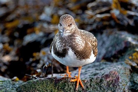 70+ Free Turnstones & Bird Photos - Pixabay