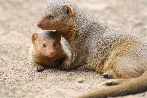 Mongoose vs Meerkat, How to Tell the Difference, Easy Guide