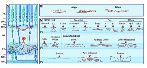 The retina horizontal pathway. (A) schematic organization of retinal ...