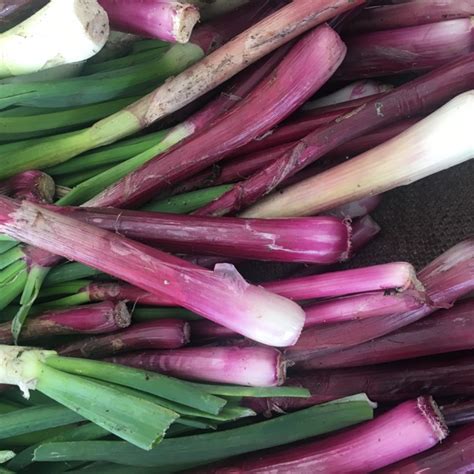 Red Calcot Onions Information and Facts