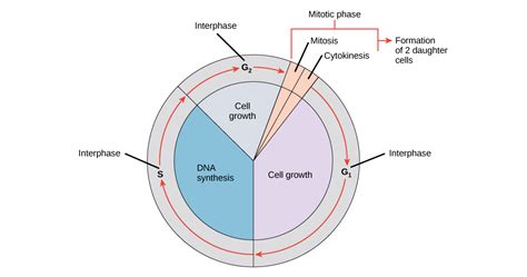 The Cell Cycle - Interphase & Mitosis | A-Level Biology Revision Notes