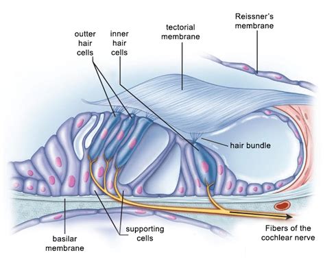 32+ Organ Of Corti Diagram - AntonLemoni