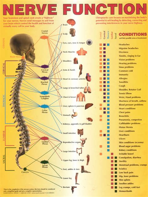 Printable Spinal Nerve Chart - Printable Word Searches