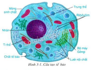 Cấu tạo tế bào - Sinh Học - Tìm đáp án, giải bài tập, để học tốt