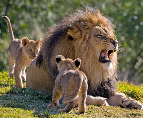 Learning to be lions | San Diego Zoo Wildlife Explorers