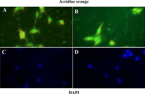 Acridine orange and DAPI staining for SSC confirmation (A,C) with and ...