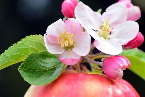 apple, apple blossoms, apple tree, apple tree blossom, arrangement ...