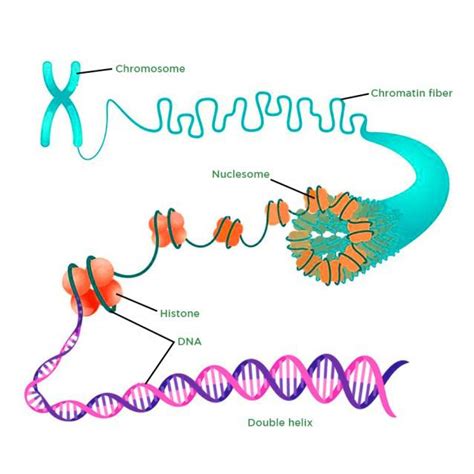 Chromatin In A Cell Model