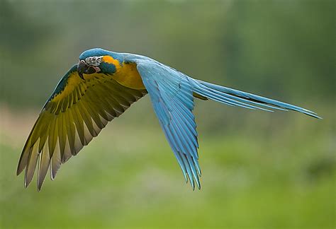 Blue-Throated Macaw Facts, Pet Care, Temperament, Pictures | Singing ...