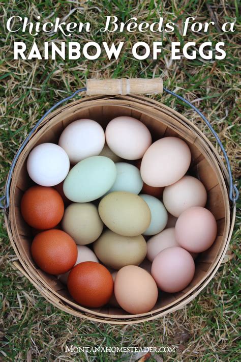 Chicken breeds for a colorful rainbow of eggs