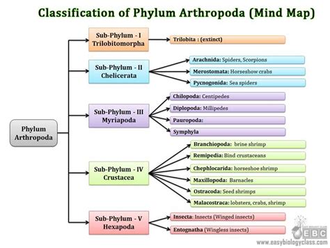 Classification of Arthropods | EasyBiologyClass