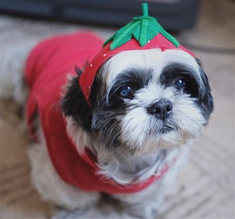 60+ Cute Shih Tzu Dogs in Halloween Costumes | Page 3 of 13 | The Paws