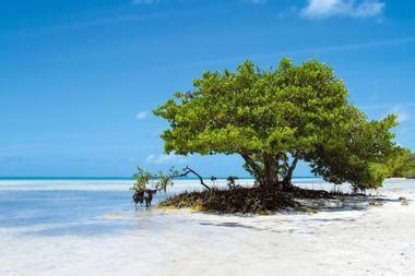 Best Beaches in Islamorada