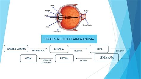 Proses Perjalanan Cahaya Pada Mata - Tanya Tanya