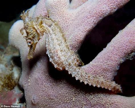 Scientists are building 'hotels' to save Australia's only threatened ...