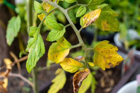 Why My Tomato Leaves Are Turning Yellow & How to Fix – Gardzen