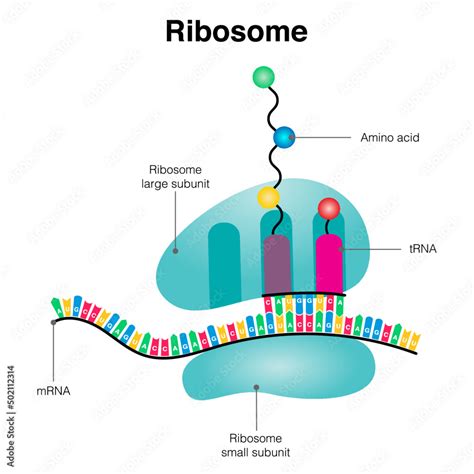 Ribosome mRNA translation diagram Stock Vector | Adobe Stock