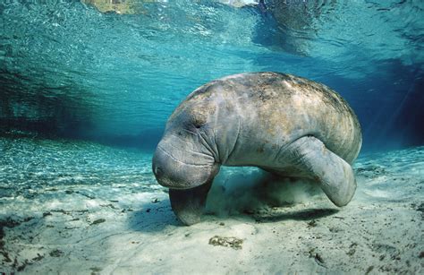 Google machine learning can protect endangered sea cows - AIVAnet