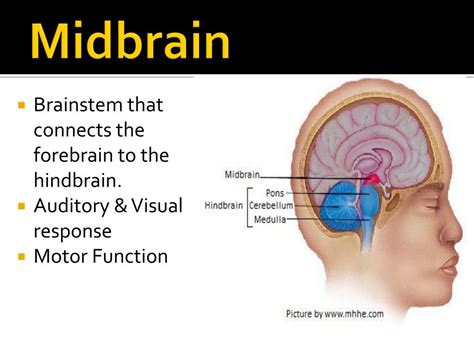 PPT - Anatomy of the Brain & Spinal Cord PowerPoint Presentation - ID ...