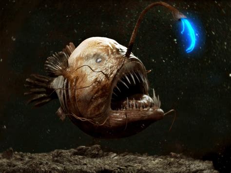 Anglerfish - Fishes World - HD Images & Free Photos