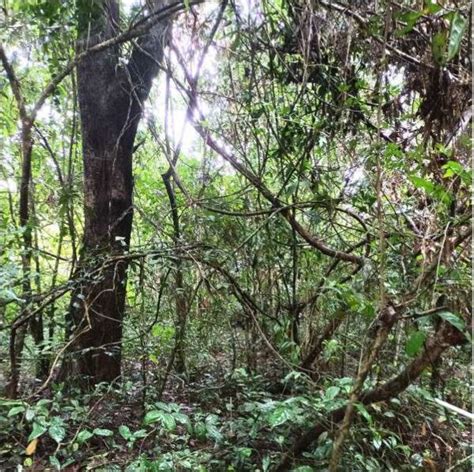 The habitat of Spilosmylus tuberculatus in Janakikadu, Kerala, India ...