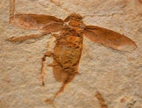 2001-11-21 Largest Cockroach Fossil Ever Found – VOA英语教学网 – VOA ...