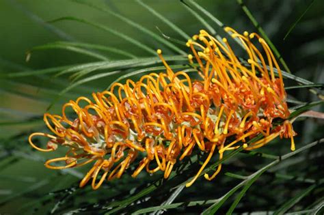 Grevillea Trees And Flowers: A Complete Grevillea Guide | Lawn.com.au