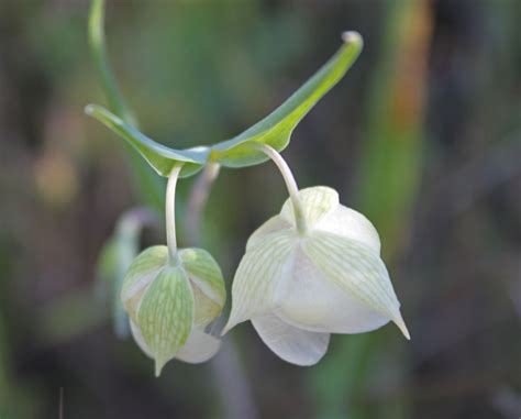 Calochortus albus Calflora