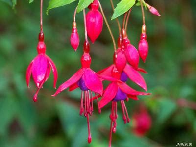 Fuchsia - Flowers Photo (29859222) - Fanpop