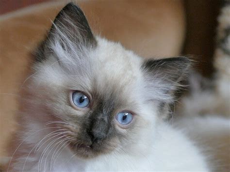 Blue Ragdoll Cat: Complete Guide - Vocal Cats