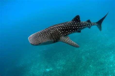 11 Gripping Whale Shark Facts