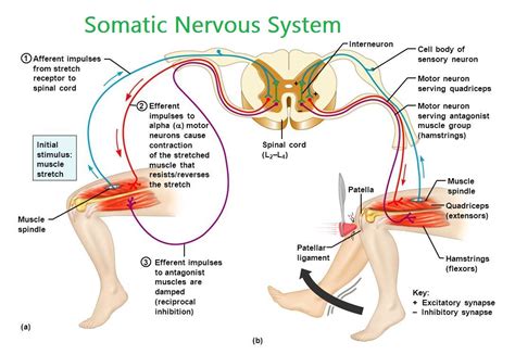 Somatic Nervous System - Karuna Yoga-Best Yoga Teacher Training Course ...