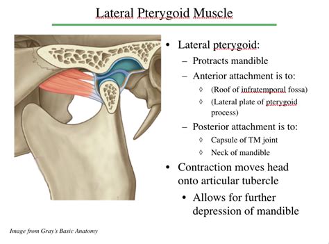 Medial Pterygoid Muscle