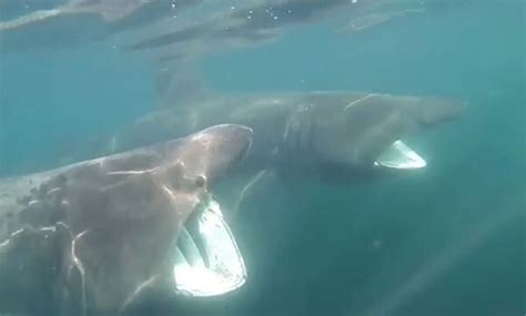 Basking sharks off Ireland — Shark Research Institute