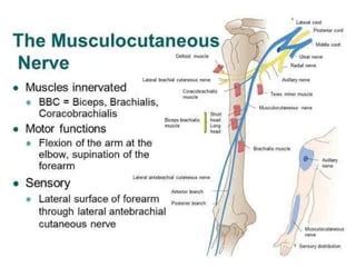 Musculocutaneous nerve - Structure, Function, Course, Muscles