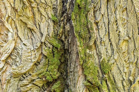 Bark Black Poplar Populus Nigra Tree Old Trunk-20 Inch By 30 Inch ...