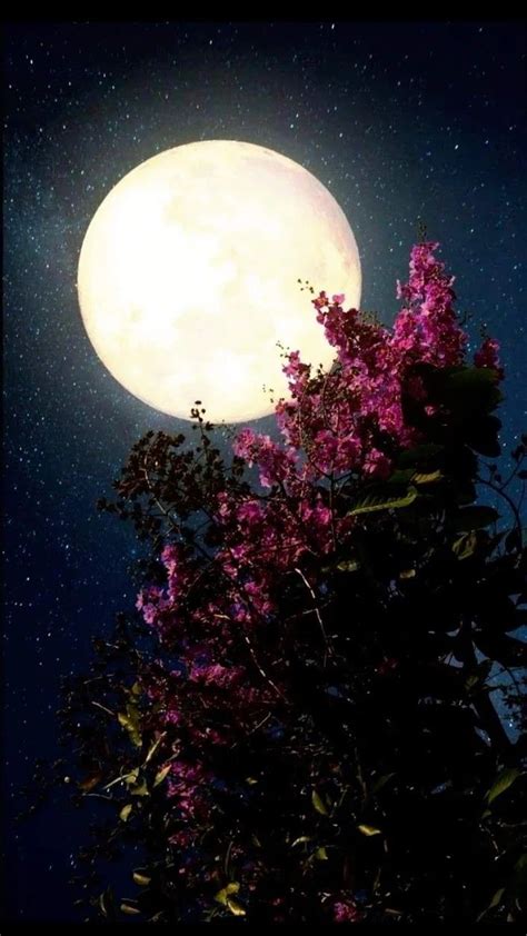 Moon Flower Wallpapers - Wallpaper Cave