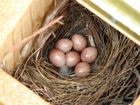 House Wren Eggs | Soon as the chickadees were done the wrens… | Flickr