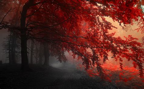 Red autumn forest wallpaper | 2880x1800 | #31582