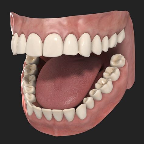 3d human teeth model