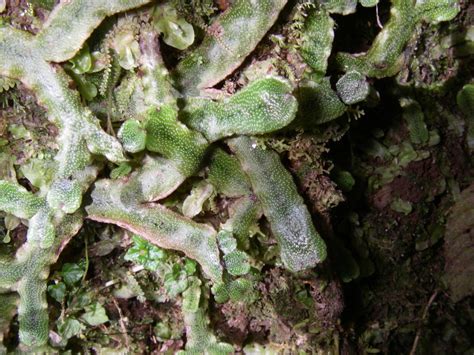 complex thalloid liverworts from WHP, Lot 13 Section 45, Mount Hagen ...