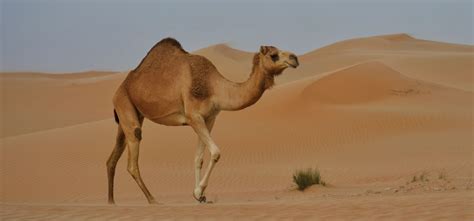 9 Amazing Adaptations of Desert Animals | GVI | GVI