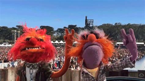 Muppet Wiki GIF - Find & Share on GIPHY