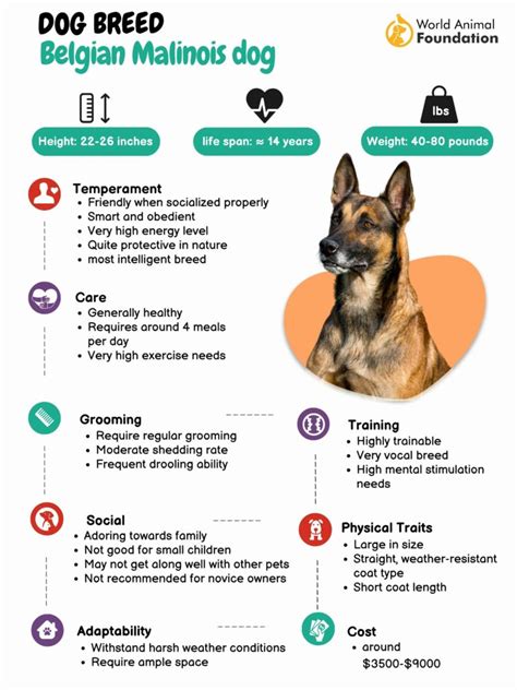 Belgian Malinois Dog Breed Infomation & Interesting Facts!!